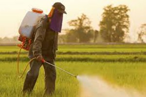 Read more about the article COMMON PESTICIDE MAY POSE RISK TO WORKERS WHO APPLY IT