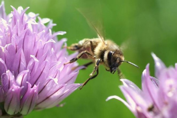 You are currently viewing MARYLAND TO BECOME THE FIRST STATE TO BAN BEE-KILLING PESTICIDES