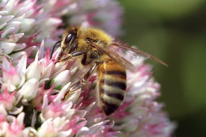 Read more about the article CUT-DOWN ON BEE KILLING PESTICIDES?